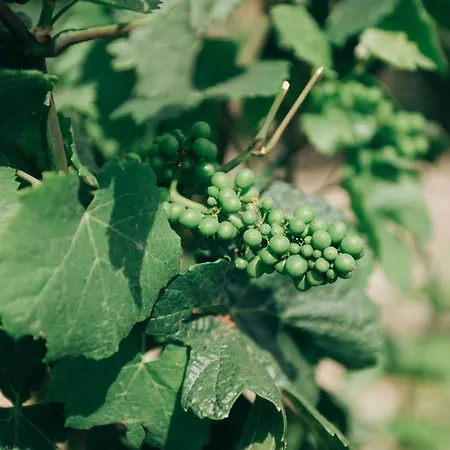 Loisium Wine&spa Champagne Mutigny