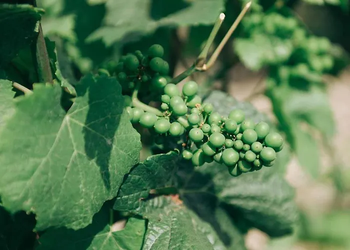 Loisium Wine & Champagne Mutigny